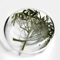 Load image into Gallery viewer, Kluka