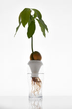 Load image into Gallery viewer, Plantation