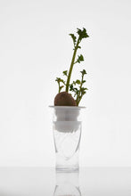 Load image into Gallery viewer, Plantation